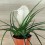 Tillandsia Cyanea (pot 10 cm ø).