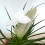 Tillandsia Cyanea (pot 10 cm ø).