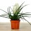 Tillandsia Cyanea (pot 10 cm ø).