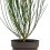 Cytisus scoparius (vaso 15 cm ø)