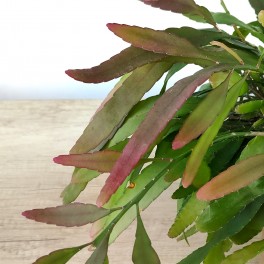 Rhipsalis red coral (pot 14 cm Ø)