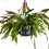 Rhipsalis red coral (pot 14 cm Ø)