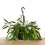 Rhipsalis red coral (pot 14 cm Ø)