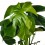 Costela de Monstera ou Adam (80 - 100 cm aprox.)