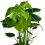 Costela de Monstera ou Adam (80 - 100 cm aprox.)