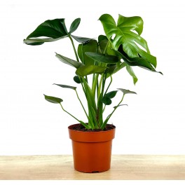 Costela de Monstera ou Adam (80 - 100 cm aprox.)