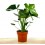 Costela de Monstera ou Adam (80 - 100 cm aprox.)