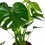 Costela de Monstera ou Adam (80 - 100 cm aprox.)