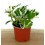 Pothos 'N Joy' (pot 10,5 cm Ø)