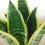 Sansevieria ou sansiviera trifasciata