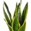 Sansevieria o sansiviera trifasciata