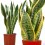Sansevieria o sansiviera trifasciata