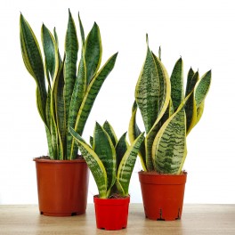 Sansevieria ou sansiviera trifasciata