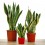 Sansevieria o sansiviera trifasciata