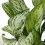 Aglaonema Modestum (pot 14 cm Ø).