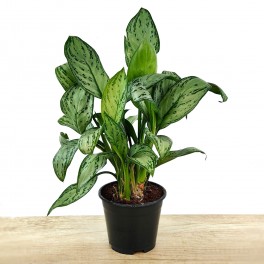 Aglaonema Modestum (pot 14 cm Ø).