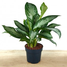 Aglaonema Silver Bay (vaso de 17 cm Ø)