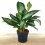 Aglaonema Silver Bay (vaso de 17 cm Ø)