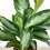 Aglaonema Silver Bay (vaso de 17 cm Ø)