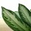 Aglaonema Silver Bay (vaso de 17 cm Ø)