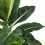 Dieffenbachia Green Magic