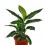 Dieffenbachia Green Magic