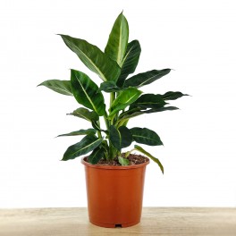 Dieffenbachia Green Magic