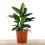 Dieffenbachia Green Magic