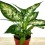 Dieffenbachia Sublime