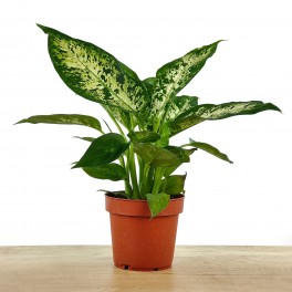 Dieffenbachia Sublime
