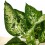 Dieffenbachia Sublime