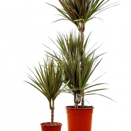 Dracena Bicolore