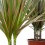 Dracena Bicolore