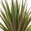 Dracena Bicolore