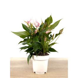 Anturio Lilli (maceta 14 cm Ø)