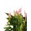 Anthurium Lilli (test 14 cm Ø)