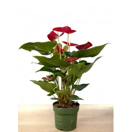 Anthurium vermell gran (test 17 cm ø) exemplar únic