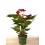 Anthurium vermell gran (test 17 cm ø) exemplar únic