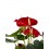 Anthurium vermell gran (test 17 cm ø) exemplar únic