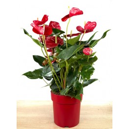 Anthurio rojo muy grande (maceta 24 cm ø) ejemplar único