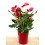 Anthurium rouge très grand (pot 24 cm ø) spécimen unique