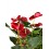 Anthurium rouge très grand (pot 24 cm ø) spécimen unique