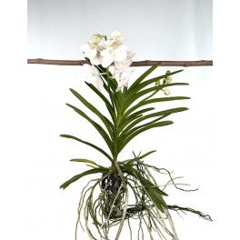 Orchidée Vanda