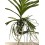 Orquídea Vanda