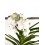 Orquídea Vanda