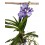 Orchidée Vanda