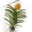 Orchidée Vanda