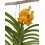 Orchidée Vanda
