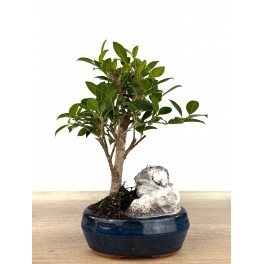 Ficus Retusa 6 ans (bonsaï en pierre), spécimen unique