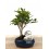 Ficus Retusa 6 ans (bonsaï en pierre), spécimen unique